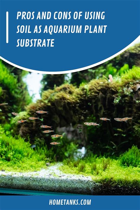 Pros And Cons Of Fish Fertilizer For Plants .